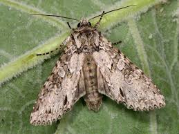 Attēlu rezultāti vaicājumam “Polia nebulosa”