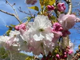 Attēlu rezultāti vaicājumam “Prunus (sakura)”