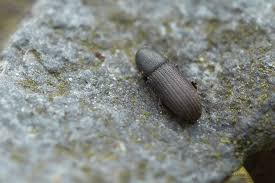 Attēlu rezultāti vaicājumam “Hylastes sp.”