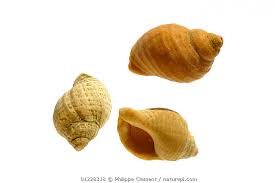 Image result for Buccinum undatum