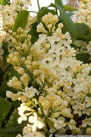 Attēlu rezultāti vaicājumam “Syringa vulgaris flower”