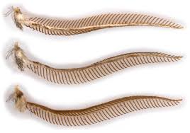 Attēlu rezultāti vaicājumam “Diloba caeruleocephala larva”