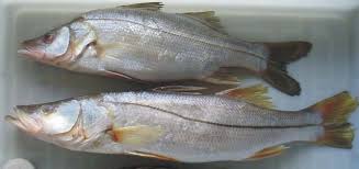 Image result for Centropomus parallelus