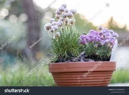 Attēlu rezultāti vaicājumam “Armeria vulgaris flower”