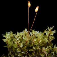 Attēlu rezultāti vaicājumam “Cinclidium stygium”