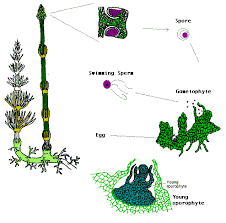 Attēlu rezultāti vaicājumam “Seligeria pusilla sporophyte”