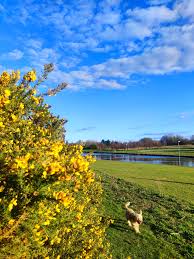 Image result for Wansbeck Gc