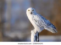 Image result for Bubo scandiacus