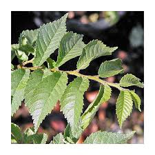 Attēlu rezultāti vaicājumam “Ulmus x hollandica leaf”