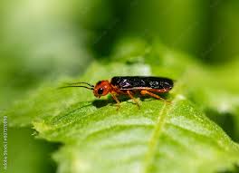 Attēlu rezultāti vaicājumam “Pamphiliidae”