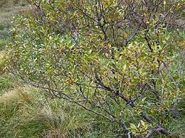 Attēlu rezultāti vaicājumam “Salix pentandra flower”