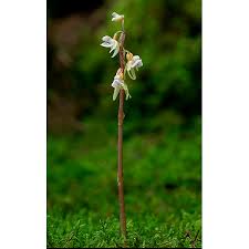 Attēlu rezultāti vaicājumam “Epipogium aphyllum”