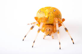 Attēlu rezultāti vaicājumam “Araneus marmoreus”