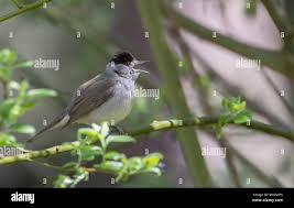 Attēlu rezultāti vaicājumam “Sylvia atricapilla male”