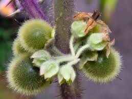 Attēlu rezultāti vaicājumam “Luzula luzuloides fruit”