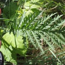 Attēlu rezultāti vaicājumam “Tanacetum vulgare leaf”