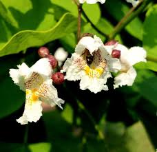 Attēlu rezultāti vaicājumam “Catalpa ovata leaf”
