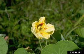 Attēlu rezultāti vaicājumam “Tropaeolum majus flower”