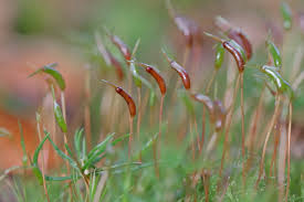 Attēlu rezultāti vaicājumam “Atrichum undulatum sporophyte”