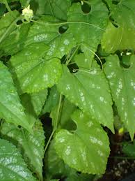 Attēlu rezultāti vaicājumam “Thladiantha dubia leaf”