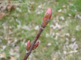 Attēlu rezultāti vaicājumam “Aesculus flava bud”