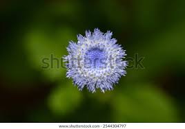 Attēlu rezultāti vaicājumam “Collaria rubens”