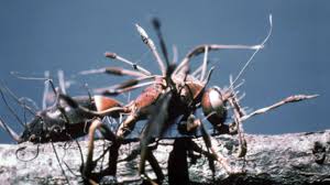 Attēlu rezultāti vaicājumam “Cordyceps”
