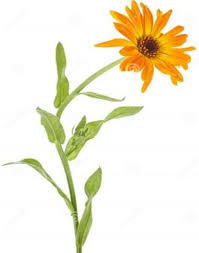 Attēlu rezultāti vaicājumam “Calendula officinalis”