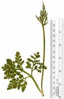 Attēlu rezultāti vaicājumam “Botrychium multifidum”