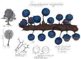 Attēlu rezultāti vaicājumam “Craterium minutum spores”