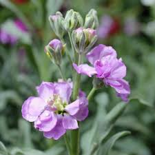 Image result for Levkoje