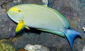 Image result for Acanthurus xanthopterus
