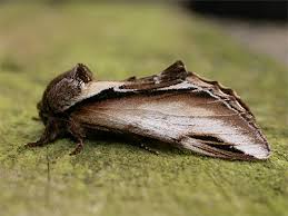 Attēlu rezultāti vaicājumam “Pheosia gnoma male”