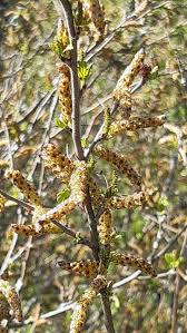 Attēlu rezultāti vaicājumam “Betula humilis”
