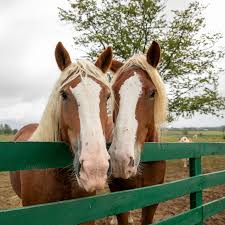 Image result for Braveheart Fencing