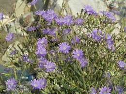 Attēlu rezultāti vaicājumam “Lactuca tatarica bud”
