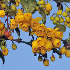 Attēlu rezultāti vaicājumam “Berberis vulgaris fruit”
