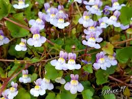 Attēlu rezultāti vaicājumam “Cymbalaria muralis flower”