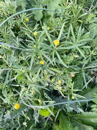Attēlu rezultāti vaicājumam “Ranunculus auricomus leaf”