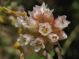 Attēlu rezultāti vaicājumam “Cuscuta europaea flower”