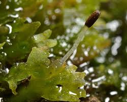 Attēlu rezultāti vaicājumam “Riccardia incurvata”