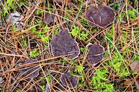 Attēlu rezultāti vaicājumam “Hydnellum ferrugineum”