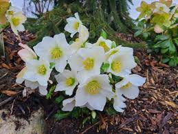Attēlu rezultāti vaicājumam “Helleborus niger”