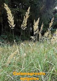 Attēlu rezultāti vaicājumam “Calamagrostis epigeios”