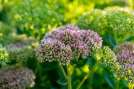 Attēlu rezultāti vaicājumam “Hylotelephium telephium leaf”