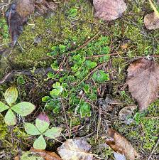 Attēlu rezultāti vaicājumam “Hypocenomyce friesii”