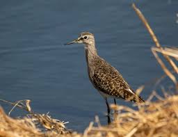 Attēlu rezultāti vaicājumam “Tringa glareola”