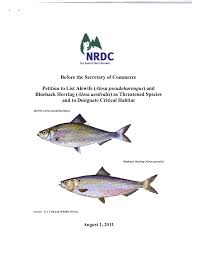 Image result for Alosa aestivalis