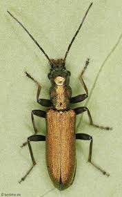 Attēlu rezultāti vaicājumam “Chrysanthia viridissima”