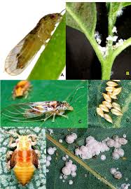 Attēlu rezultāti vaicājumam “Lycogala botrydium sessile”